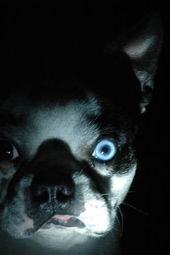 Σκυλιά με περίεργα μάτια