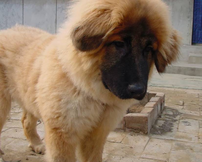 Θιβετιανό Μαστίφ