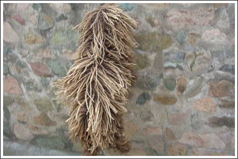 σκυλος σφουγγαρίστρα, το πούλι