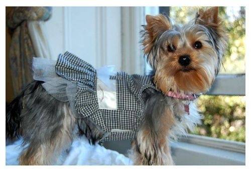 Γιορκσάιρ Τεριέ φωτογραφίες