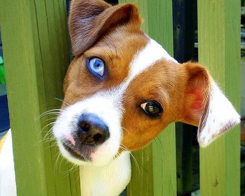 Σκυλιά με περίεργα μάτια