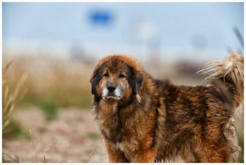 Θιβετιανό Μαστίφ