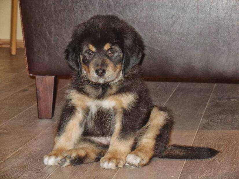 Θιβετιανό Μαστίφ