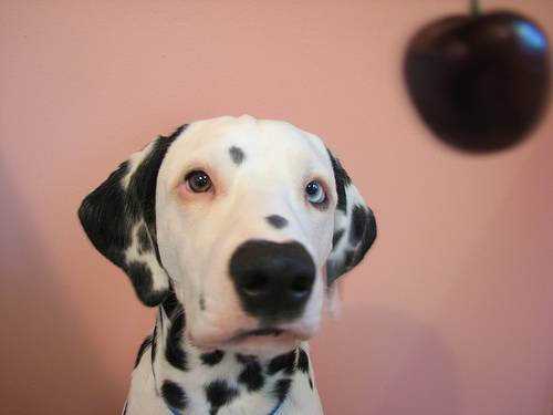 Σκυλιά με περίεργα μάτια