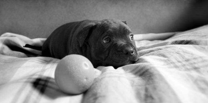 Κουτάβι Σταφορσάιρ μπούλ τερριέ