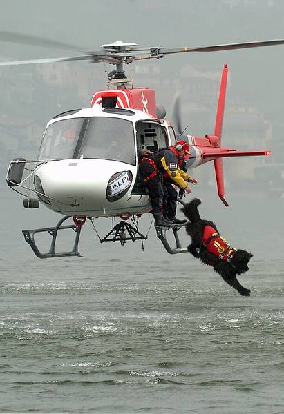 σκυλια ναυαγοσωστες