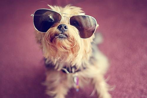 Γιορκσάιρ Τεριέ φωτογραφίες