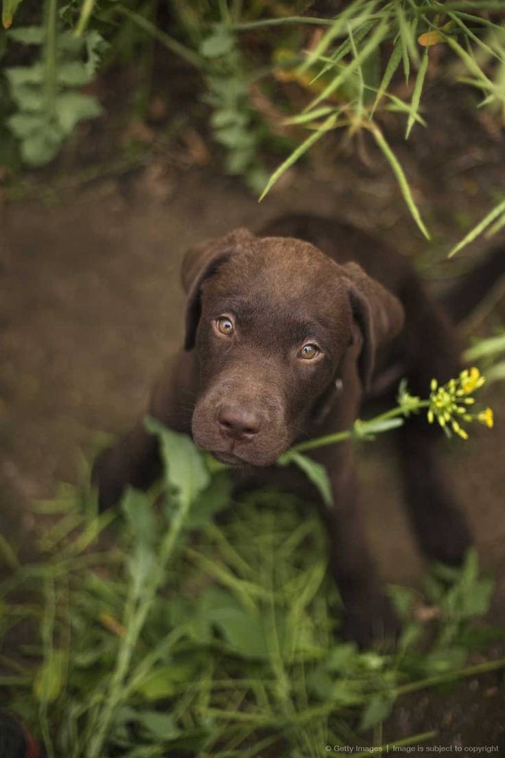Λαμπραντόρ κουτάβια