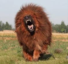 Τα θιβετιανά μάστιφ 