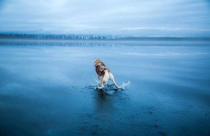 Δύο Χάσκυ σε μια παγωμένη λίμνη