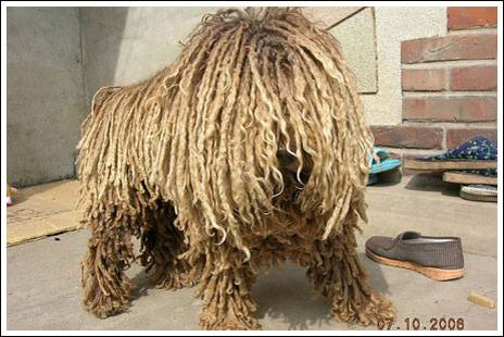 σκυλος σφουγγαρίστρα, το πούλι