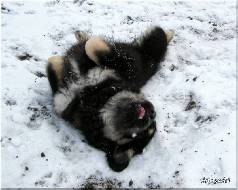 Θιβετιανό Μαστίφ