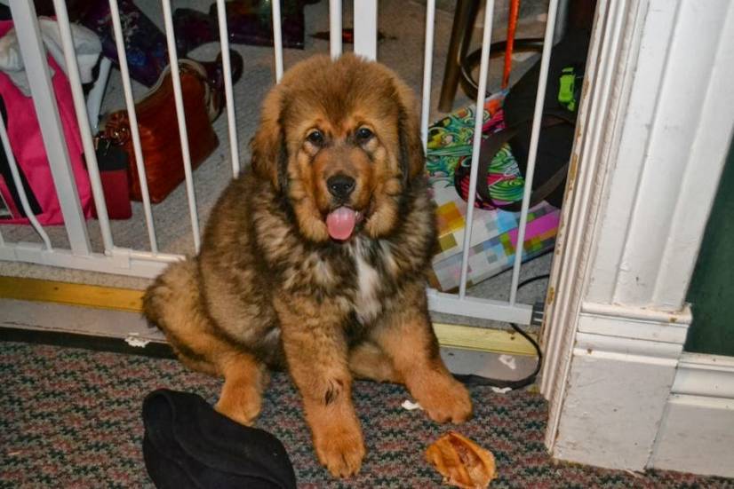 Θιβετιανό Μαστίφ