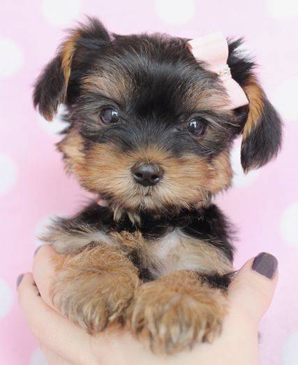 Γιορκσάιρ Τεριέ φωτογραφίες