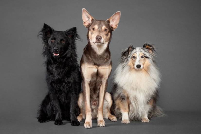 Dogs Photography by Oszkar Daniel Gati