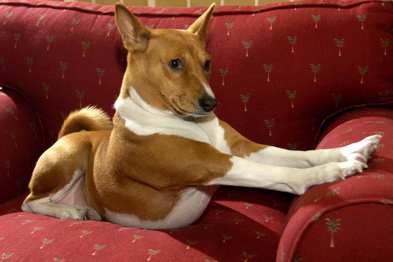 Ο χαρακτήρας των Basenji
