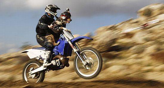 Σκύλος και μοτοσυκλέτα