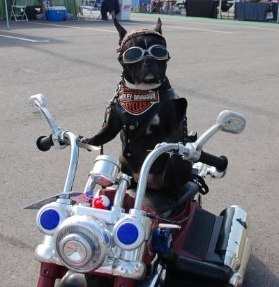 Σκύλος και μοτοσυκλέτα