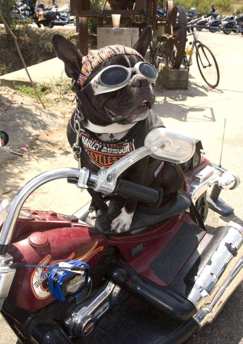Σκύλος και μοτοσυκλέτα