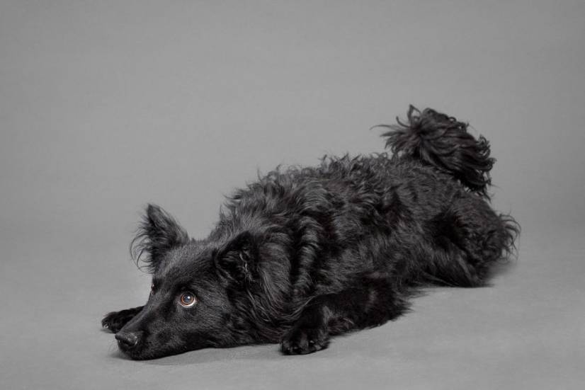 Dogs Photography by Oszkar Daniel Gati