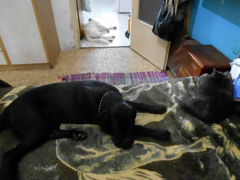 Μεσημεριανός υπνάκος