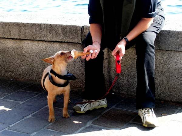 Σκυλια τρώνε παγωτο