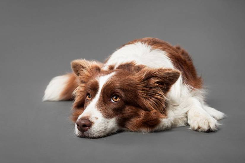 Dogs Photography by Oszkar Daniel Gati