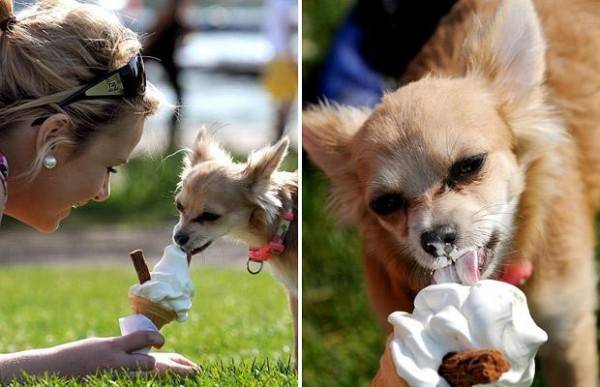 Σκυλια τρώνε παγωτο