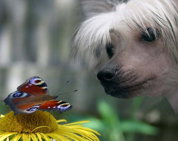 Κινέζικο σκυλί με λοφίο φωτογραφίες