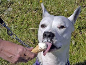 Σκυλια τρώνε παγωτο