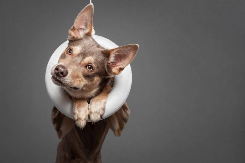 Dogs Photography by Oszkar Daniel Gati