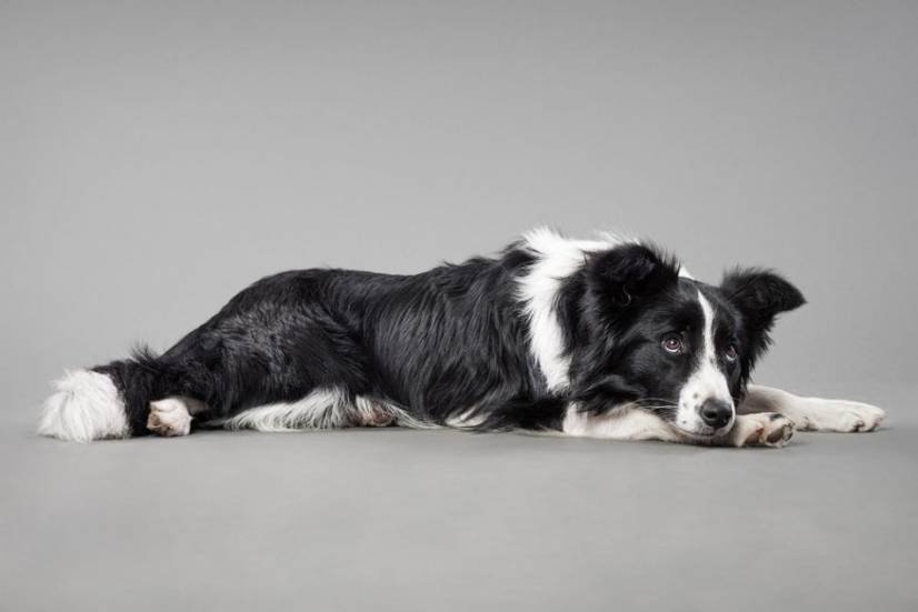 Dogs Photography by Oszkar Daniel Gati