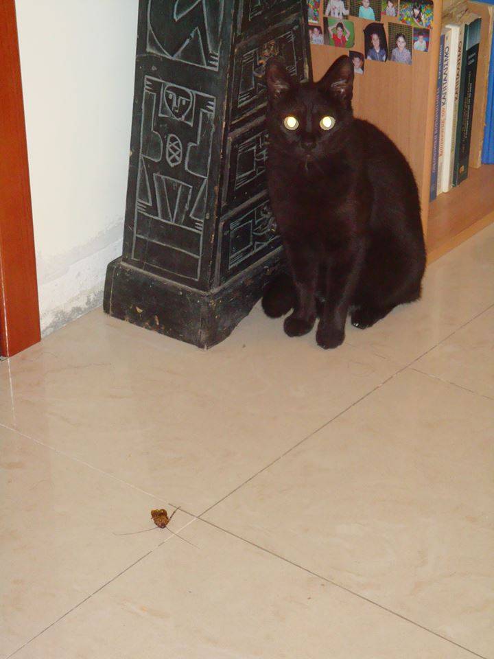 Τι να την κάνετε την απολύμανση; Βάλτε μια γάτα στο σπίτι σας