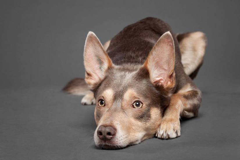 Dogs Photography by Oszkar Daniel Gati