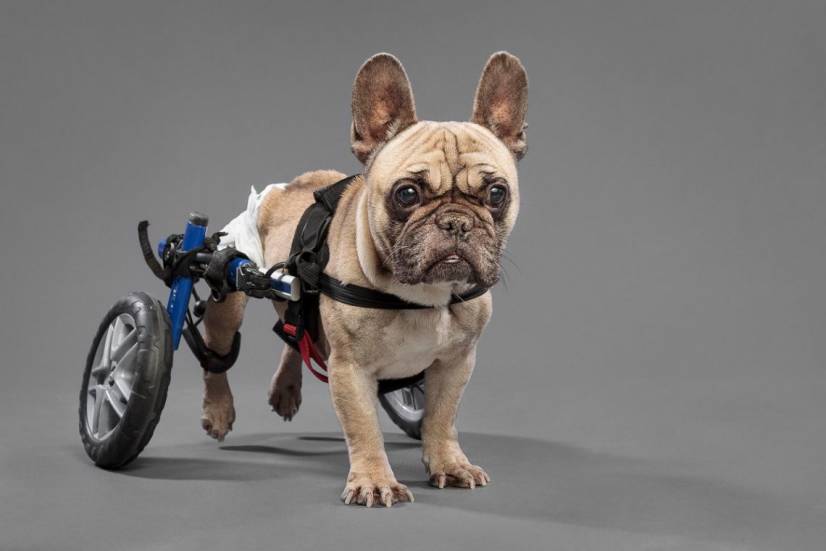 Dogs Photography by Oszkar Daniel Gati