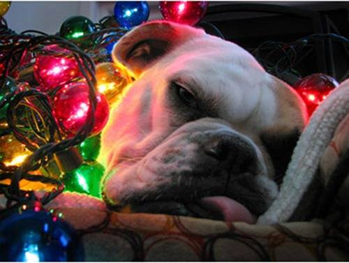 Χριστουγεννιατικα