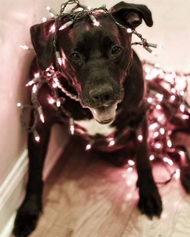 Χριστουγεννιατικα