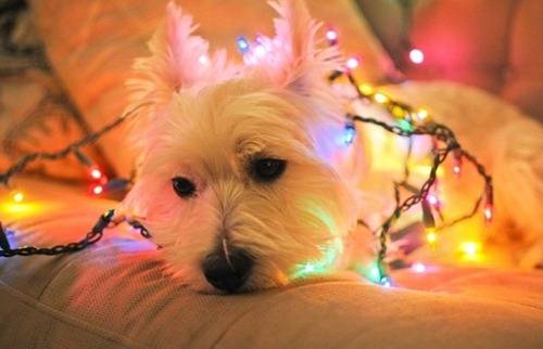 Χριστουγεννιατικα