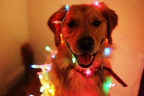 Χριστουγεννιατικα