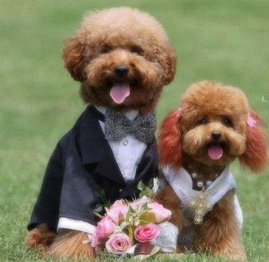 Σκυλίσιος γάμος