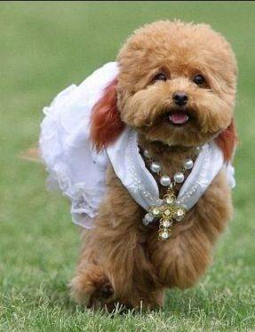 Σκυλίσιος γάμος