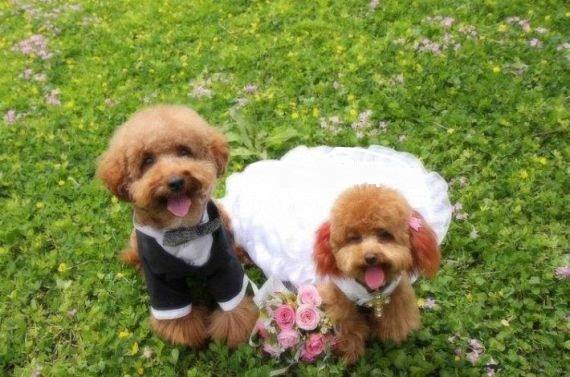 Σκυλίσιος γάμος