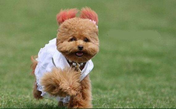 Σκυλίσιος γάμος