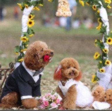 Σκυλίσιος γάμος