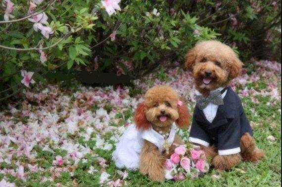 Σκυλίσιος γάμος