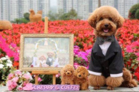 Σκυλίσιος γάμος