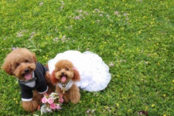 Σκυλίσιος γάμος