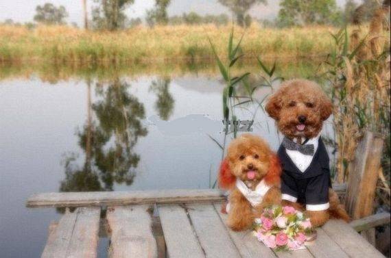 Σκυλίσιος γάμος