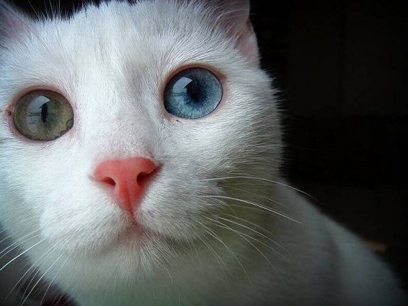 Ζώα με διαφορετικό χρώμα μάτια