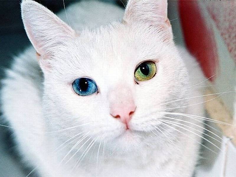 Ζώα με διαφορετικό χρώμα μάτια